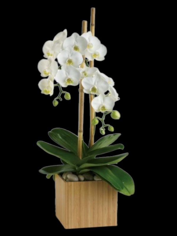 Opulent Orchids