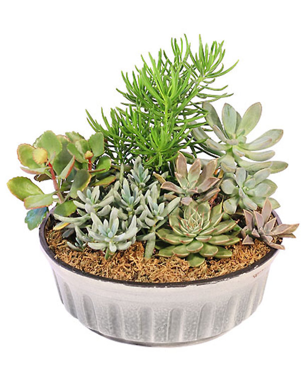 Variety of Succulents dish garden