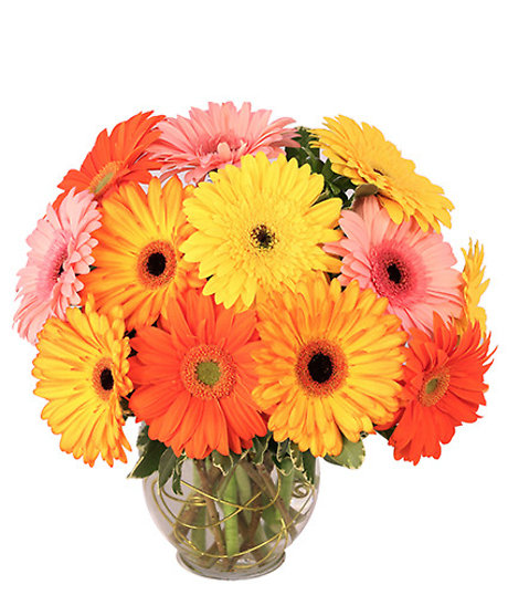 Groovy Gerberas