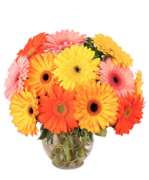 Groovy Gerberas
