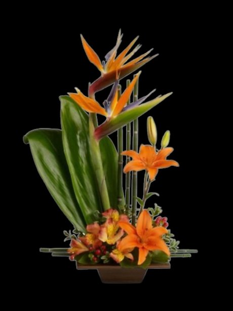 Exotic Grace