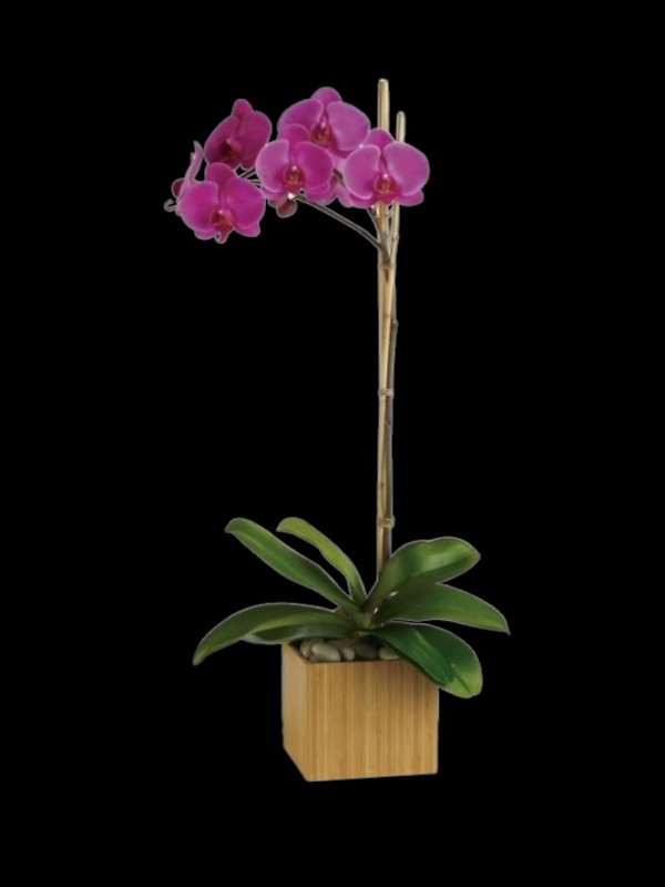 Imperial Purple Orchid