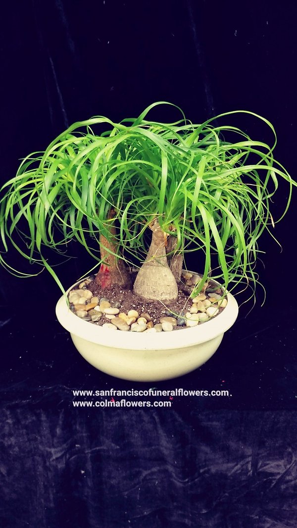 Ponytail Palm garden