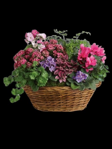 Simply Chic Mixed Plant Basket