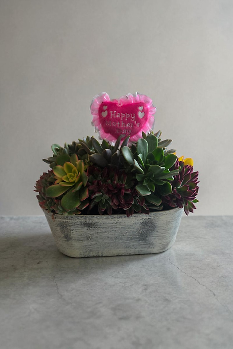 Succulent garden