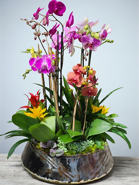Premium orchid garden assortment