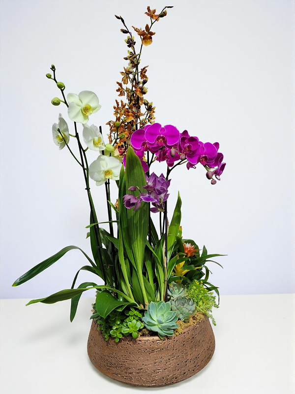 Deluxe Orchid Garden Assortment