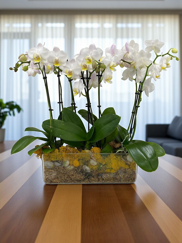 Serenity mini Orchid garden