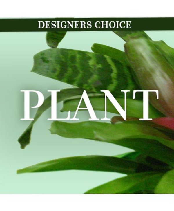 Lovely Plant Designer\'s choice