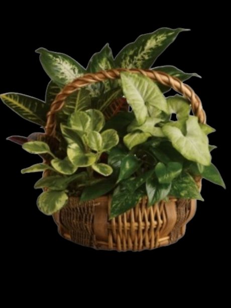 Emerald Garden Basket