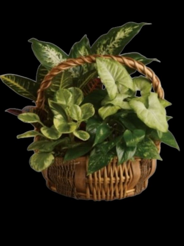 Emerald Garden Basket