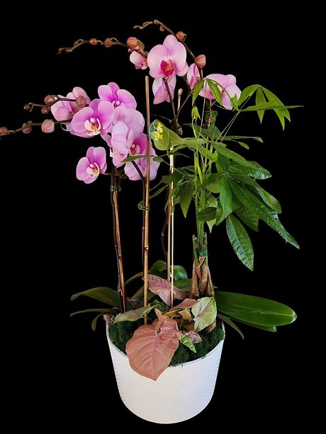 Orchid Money tree Garden