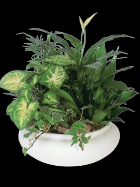 Medium Dish Garden