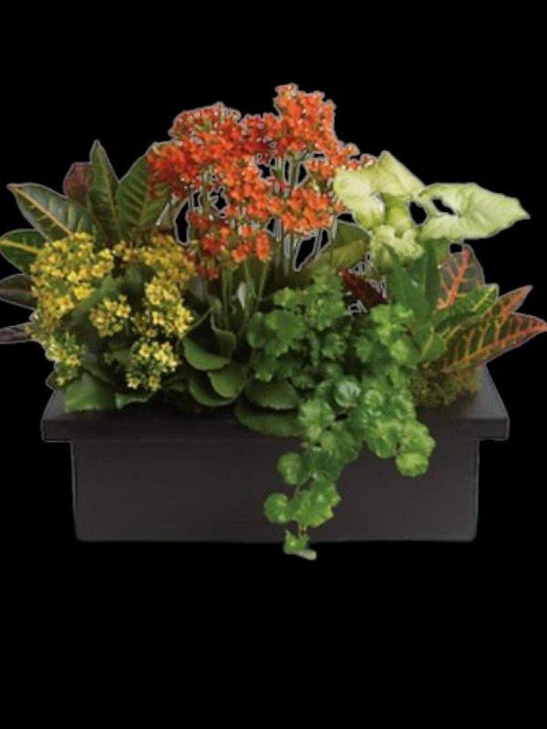 Stylish Plant Assortment