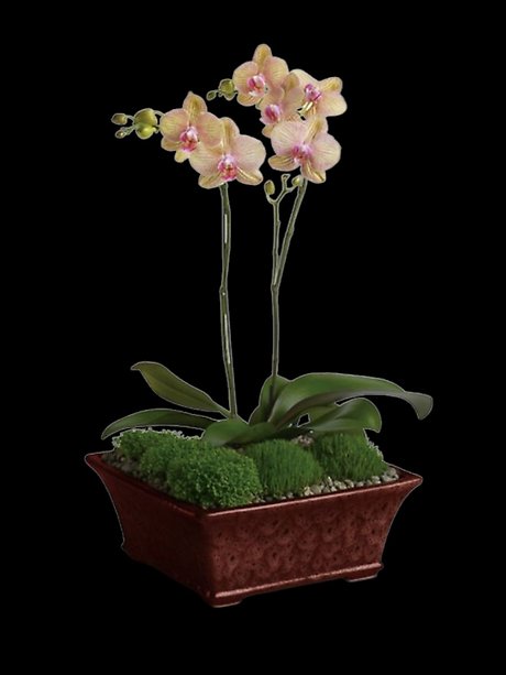 Divine Orchid