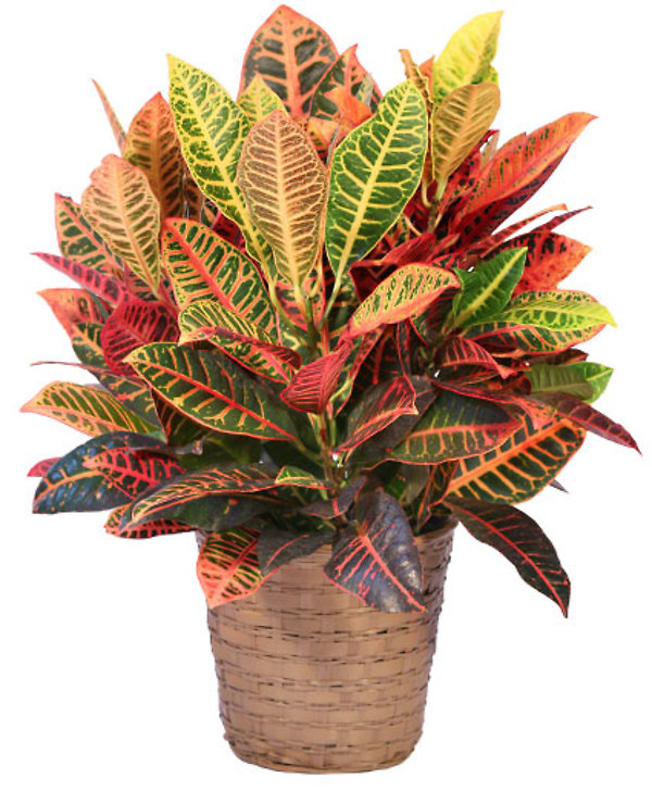 Croton Plant