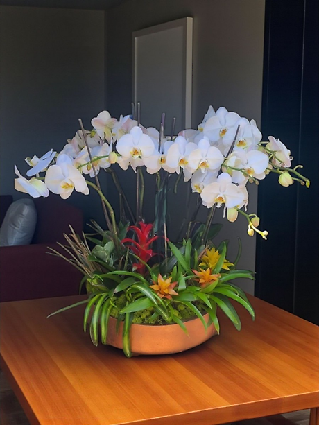 White orchid tropical bliss garden