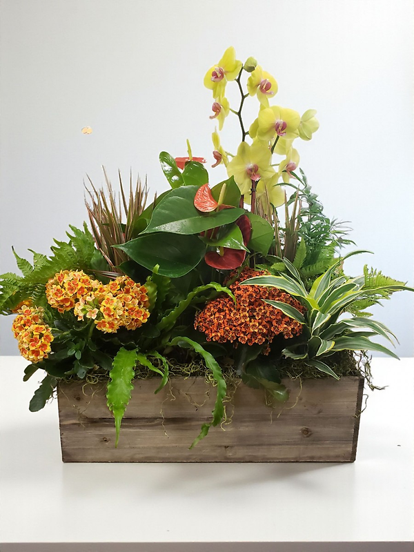 Orchid garden standard