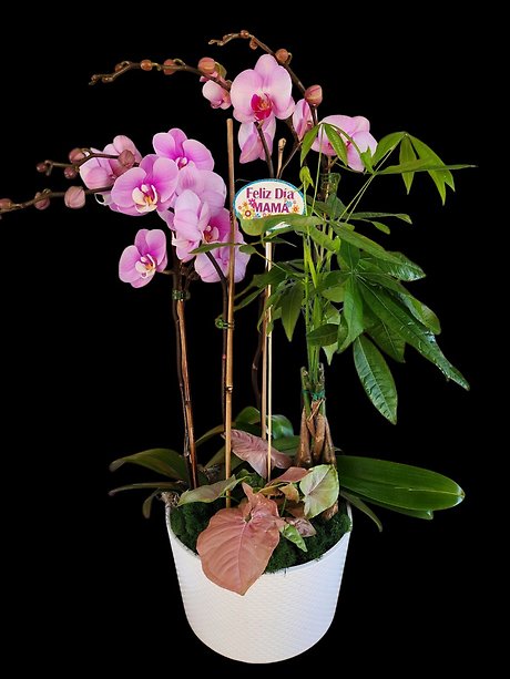 Dia de las Madres Orchid Garden