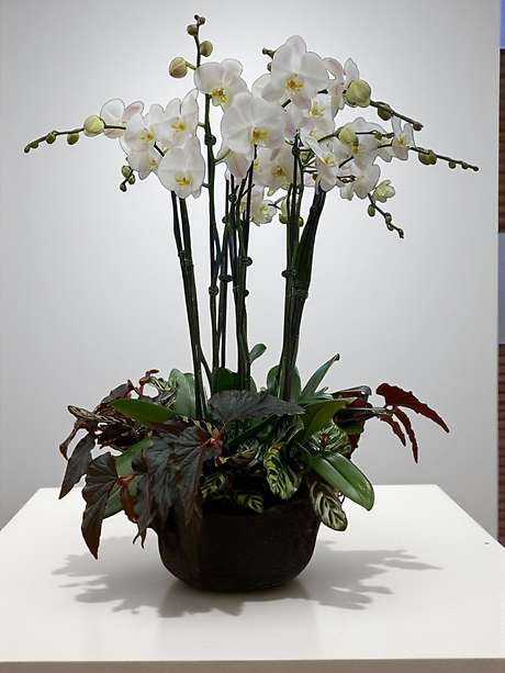 Premium white orchid garden