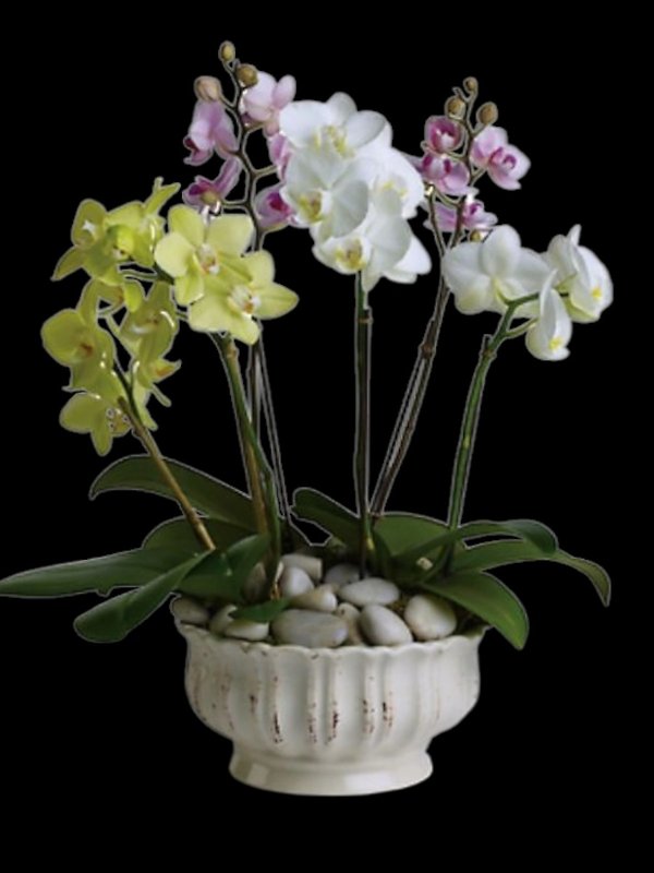 Regal Orchids