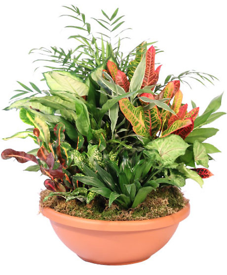 Majestic Dish garden