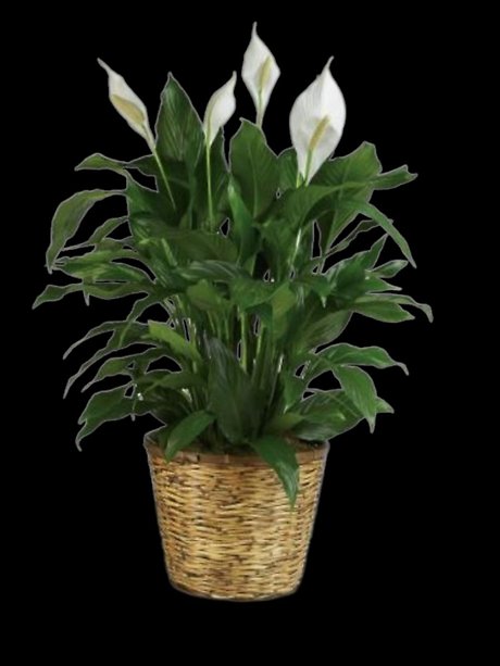 Simply Elegant Spathiphyllum - Large