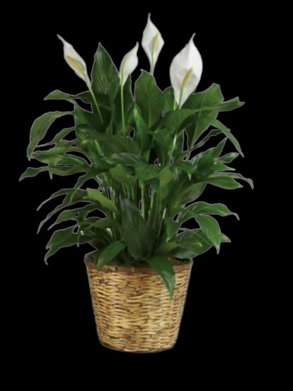 Simply Elegant Spathiphyllum - Large