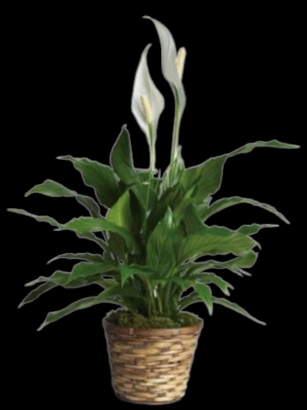 Simply Elegant Spathiphyllum - Small