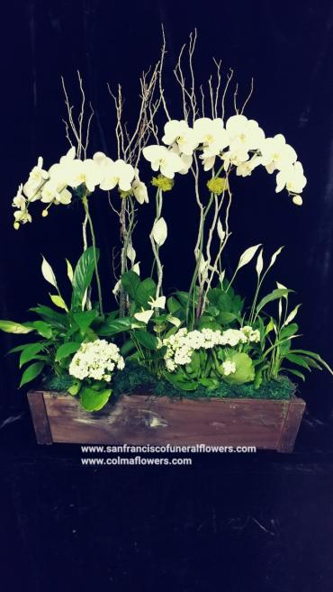 White Orchid Garden planter