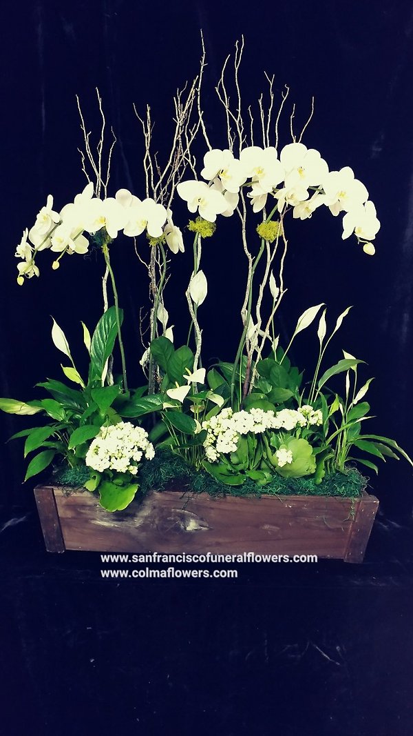 White Orchid Garden planter