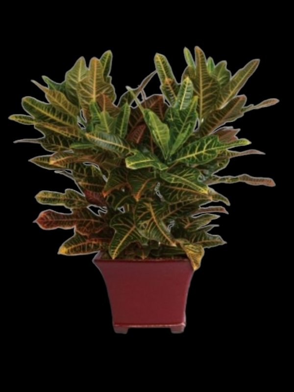 Stately Croton
