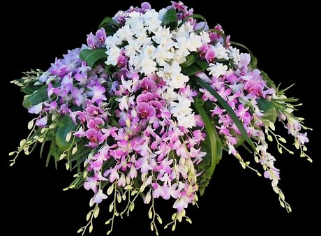 Gardenia and Orchid casket Spray