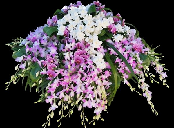 Gardenia and Orchid casket Spray