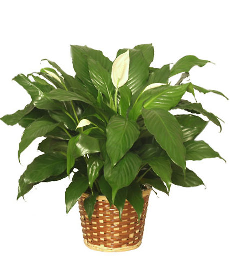 Peace lily plant