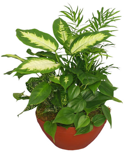 Gift of green dish garden planter