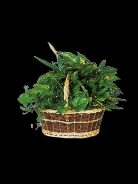 Large Basket Garden
